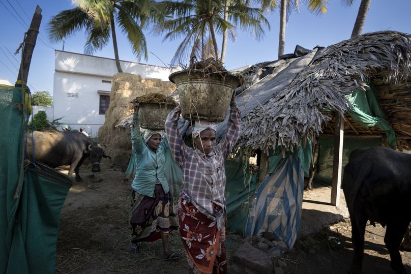 Workers carry cattle dung, used to make natural fertilizer, in Pedavuppudu village, India.