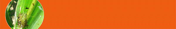 spot_img