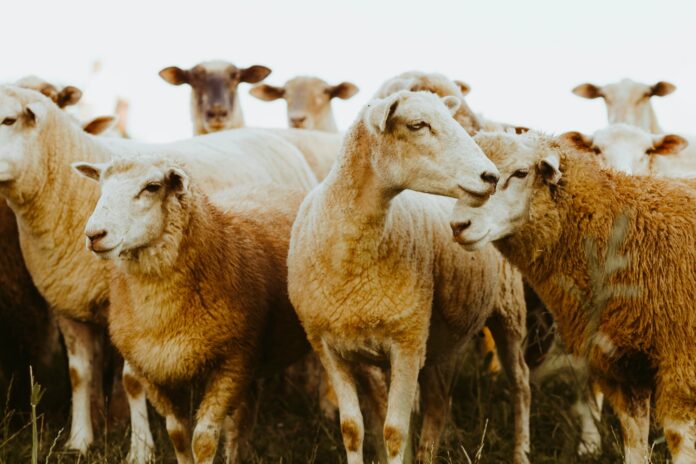 sheep-the-total-business