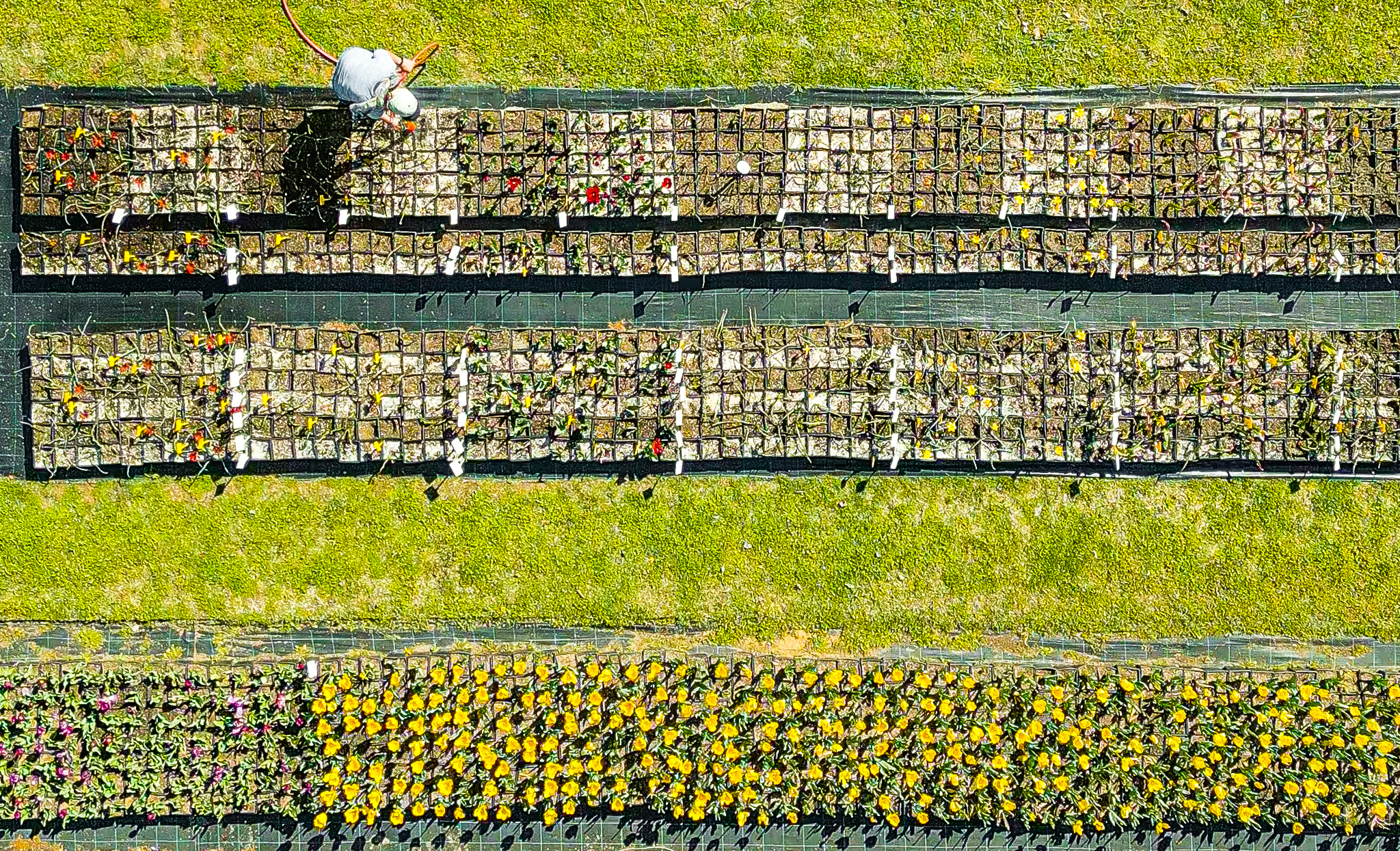 Καλλιέργεια τουλίπας ΙΓΒΦΠ