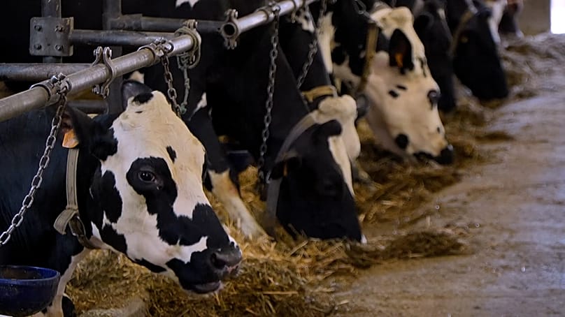 Η μικτή γεωργοκτηνοτροφική επιχείρηση διαθέτει περίπου 40 αγελάδες γαλακτοπαραγωγής στο Dion-le-Mont.