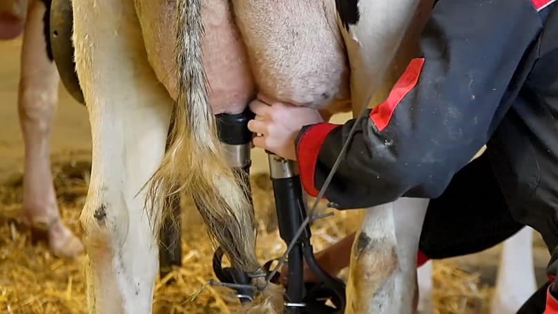 Άρμεγμα αγελάδων.