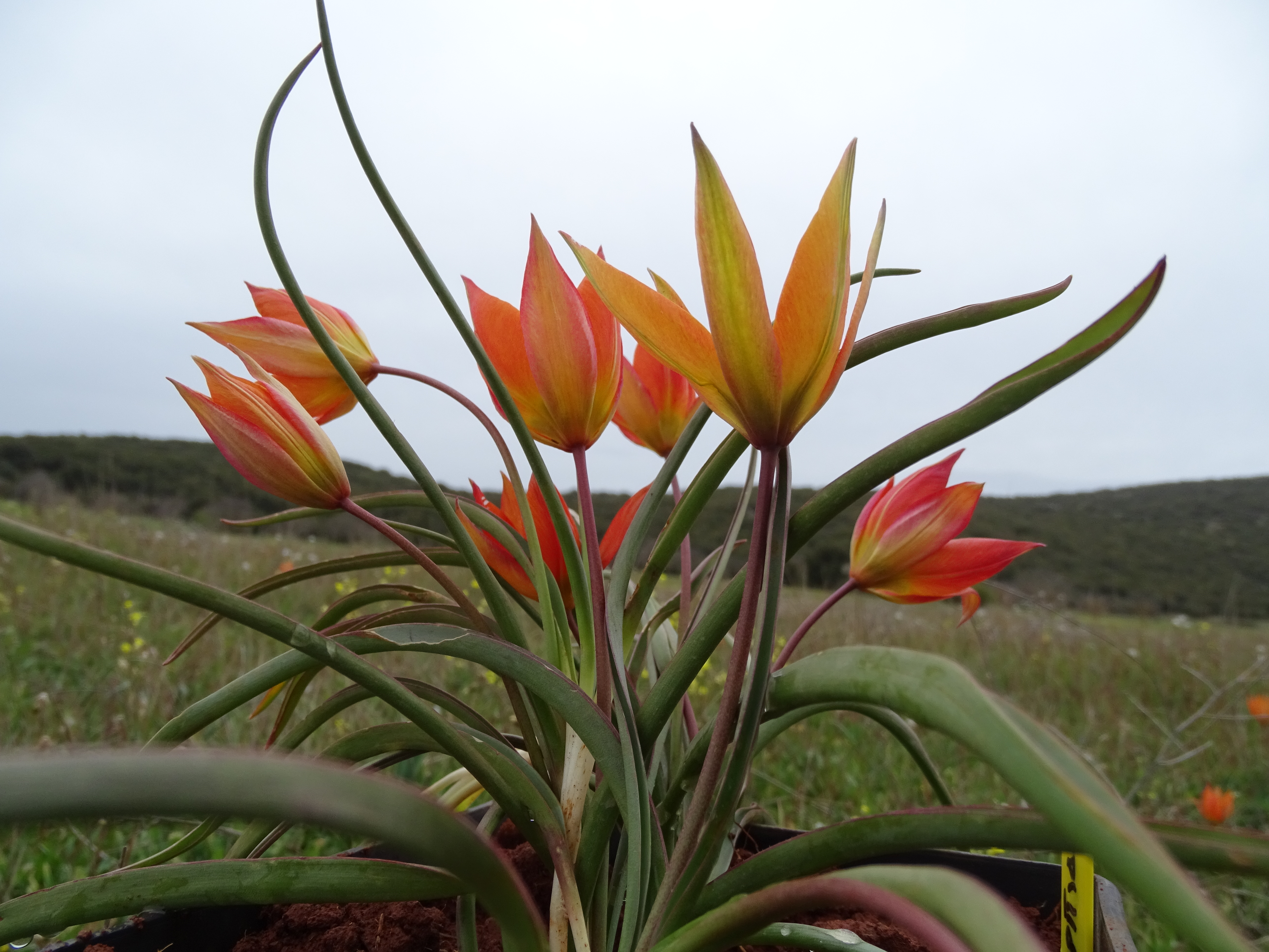 Συλλογή γηγενών τουλιπών για μελέτη