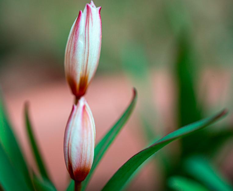 Tulipa cretica