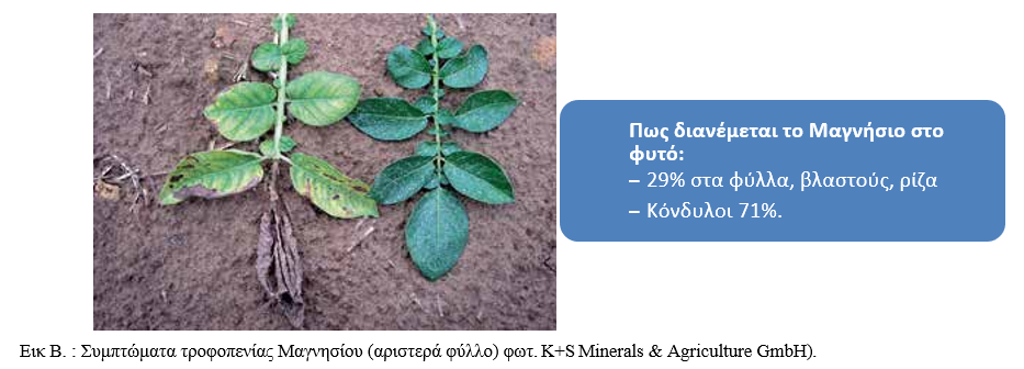 trofopenia magnisiou