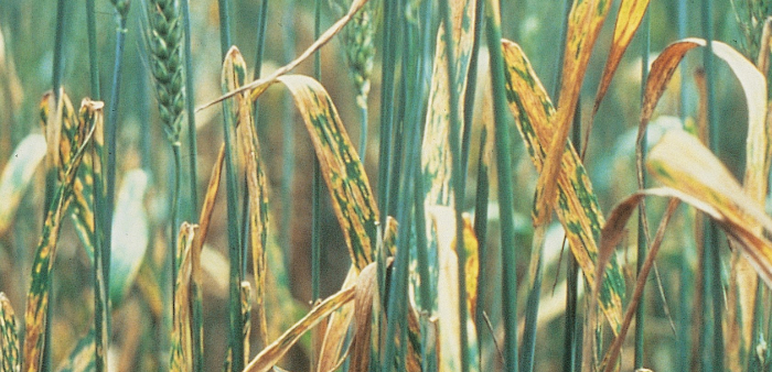 Μukhtologikes astheneies photo1