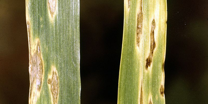 Μukhtologikes astheneies photo2