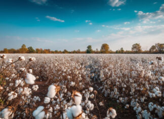 Στη Λάρισα η 2η εσπερίδα της ΔΟΒ για το παρόν και το μέλλον της ελληνικής βαμβακοκαλλιέργειας