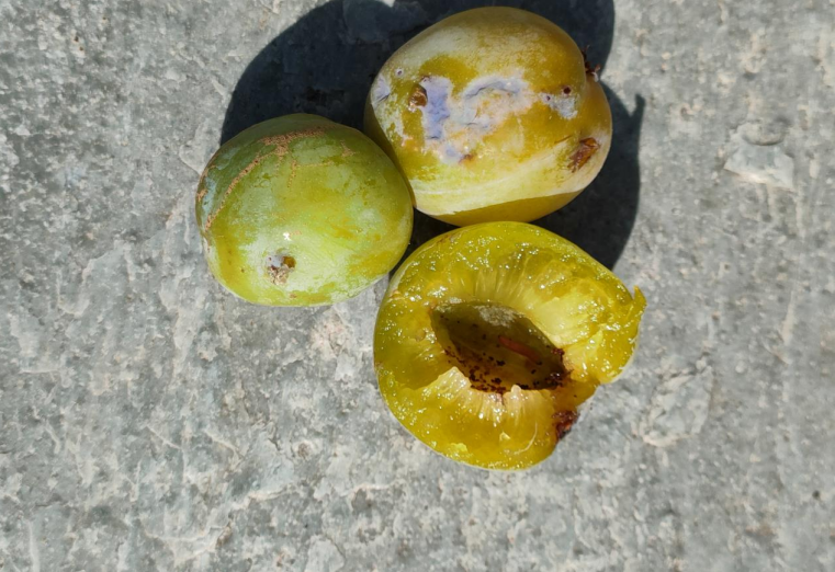 karpokapsa damaskinias