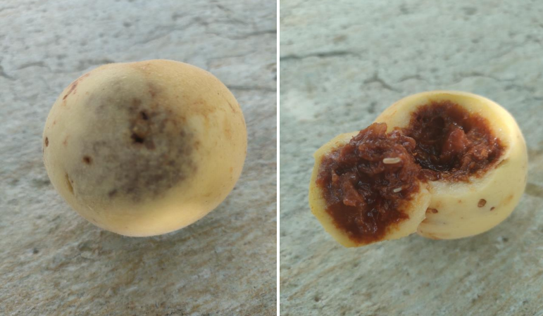 miga mesogeiou rodakinia