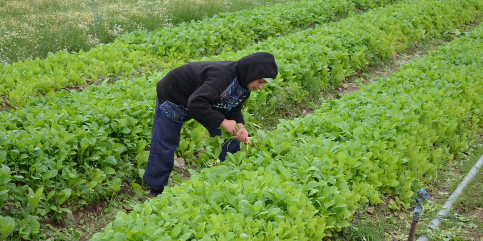 Συνεταιρισμός Καπνοπαραγωγών Θράκης