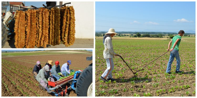 Συνεταιρισμός Καπνοπαραγωγών Θράκης