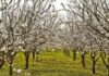 Δυο ξεχωριστές ανοιξιάτικες εκδηλώσεις με επίκεντρο τις ανθισμένες κερασιές της Πέλλας