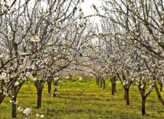 Δυο ξεχωριστές ανοιξιάτικες εκδηλώσεις με επίκεντρο τις ανθισμένες κερασιές της Πέλλας