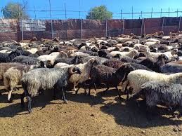 Διημερίδα για τις Αυτόχθονες Φυλές Αγροτικών Ζώων στα Δωδεκάνησα