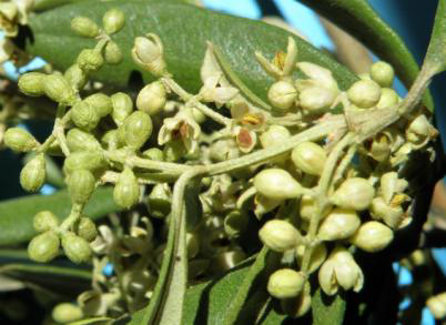 deltioelias
