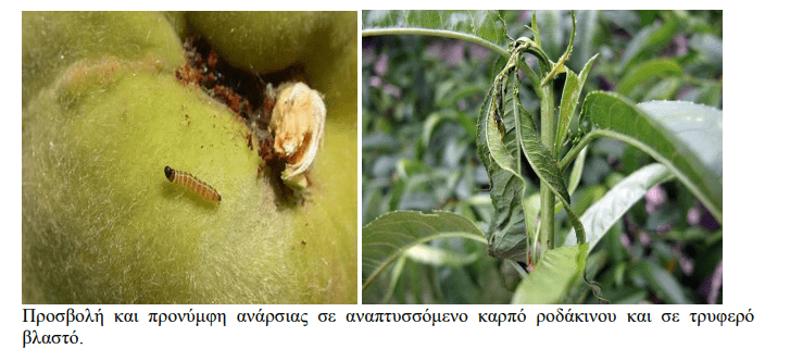 minagric1 • Εχθροί και ασθένειες των πυρηνόκαρπων • Θεσσαλική Γη Τα Αγροτικά Νέα της Θεσσαλίας