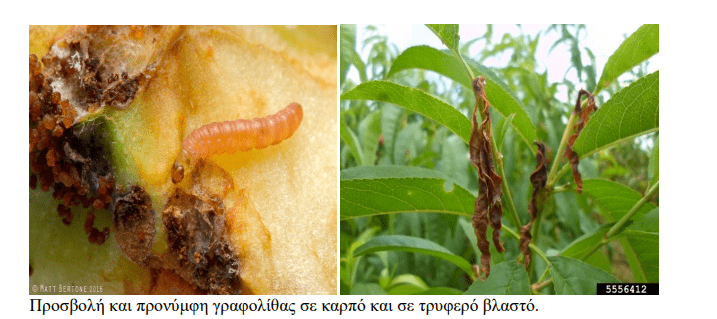 minagric2 • Εχθροί και ασθένειες των πυρηνόκαρπων • Θεσσαλική Γη Τα Αγροτικά Νέα της Θεσσαλίας