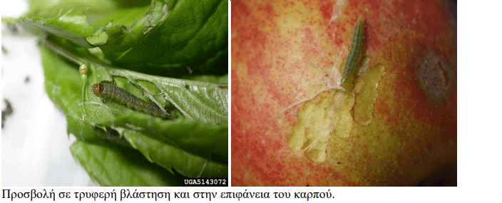 minagric3 • Εχθροί και ασθένειες των πυρηνόκαρπων • Θεσσαλική Γη Τα Αγροτικά Νέα της Θεσσαλίας