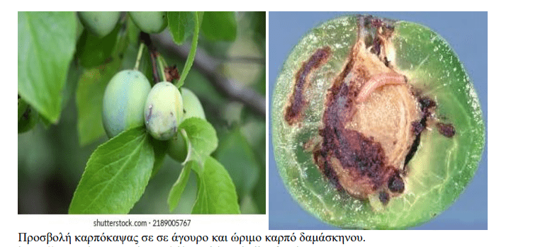 minagric4 1 • Εχθροί και ασθένειες των πυρηνόκαρπων • Θεσσαλική Γη Τα Αγροτικά Νέα της Θεσσαλίας