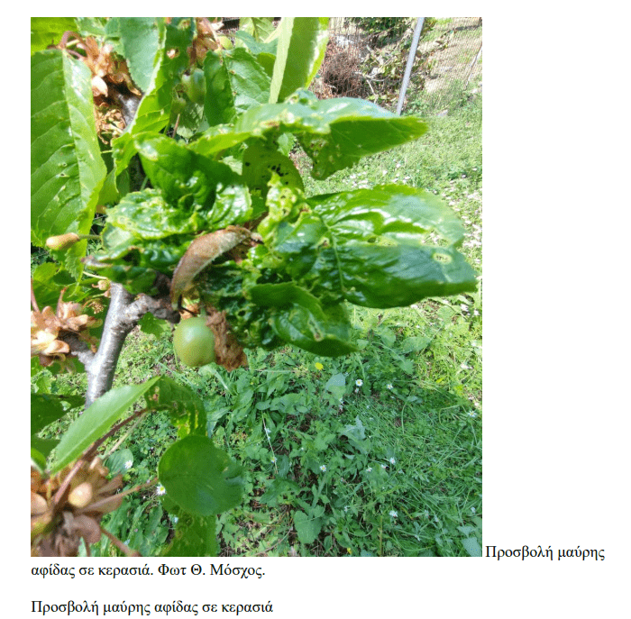 minagric5 1 • Εχθροί και ασθένειες των πυρηνόκαρπων • Θεσσαλική Γη Τα Αγροτικά Νέα της Θεσσαλίας