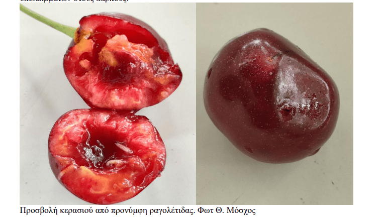 minagric6 2 • Εχθροί και ασθένειες των πυρηνόκαρπων • Θεσσαλική Γη Τα Αγροτικά Νέα της Θεσσαλίας