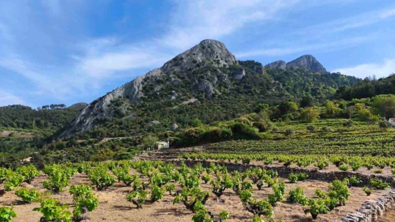 Η Σάμος υποδέχεται κορυφαίους Αμερικανούς Wine Experts στο πλαίσιο του προγράμματος “Wines of Greece”