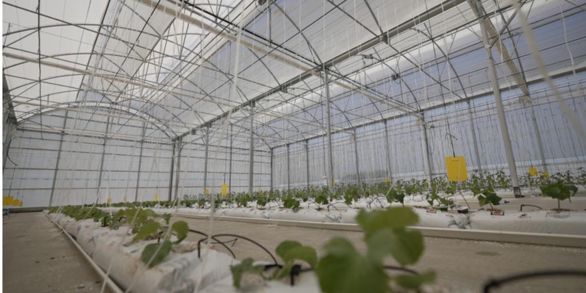 Syngenta