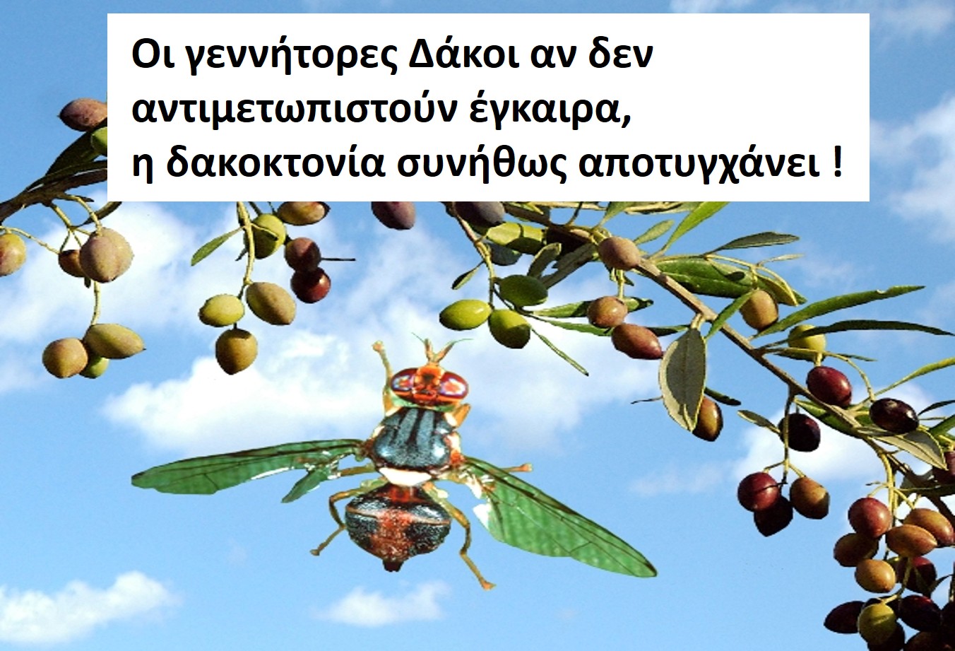 dakoigenitores