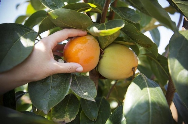 Η Ισπανία προβλέπει μια στερεά παστεριωτική συγκομιδή σε όρους όγκου, με τις τιμές του αγρού να είναι ήδη υψηλότερες από πέρυσι