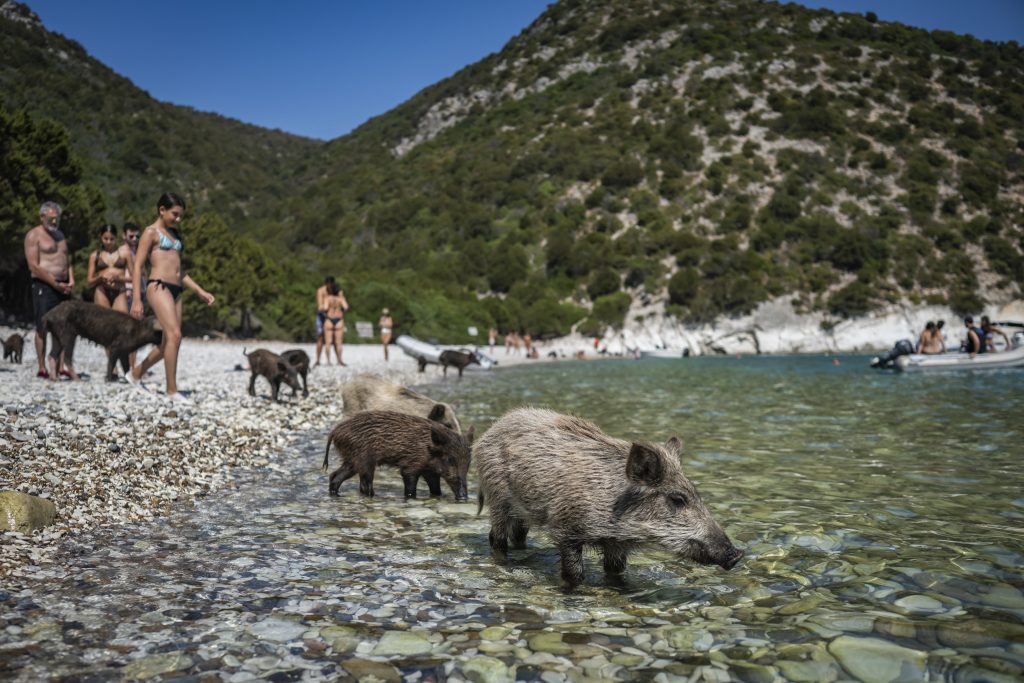 Ήλιος, θάλασσα και… γουρουνάκια: Το ελληνικό «Piggie Island» που έγινε viral με τους τουρίστες να κολυμπούν δίπλα τους (βίντεο, φωτογραφίες)