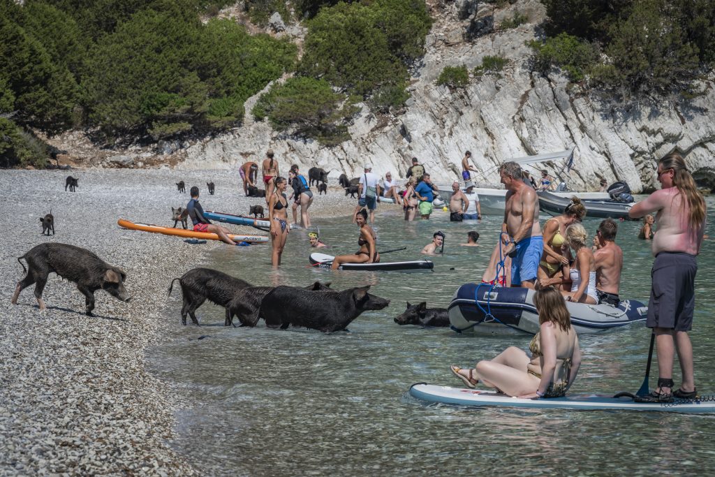 Ήλιος, θάλασσα και… γουρουνάκια: Το ελληνικό «Piggie Island» που έγινε viral με τους τουρίστες να κολυμπούν δίπλα τους (βίντεο, φωτογραφίες)