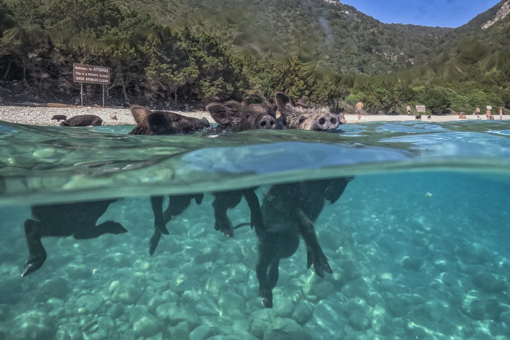 Ήλιος, θάλασσα και… γουρουνάκια: Το ελληνικό «Piggie Island» που έγινε viral με τους τουρίστες να κολυμπούν δίπλα τους (βίντεο, φωτογραφίες)