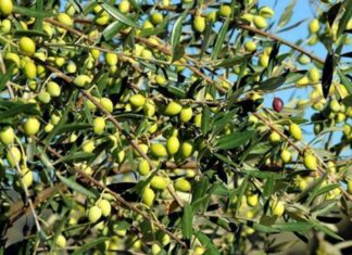 Φεστιβάλ ελιάς και ελαιόλαδου στη Σπάρτη